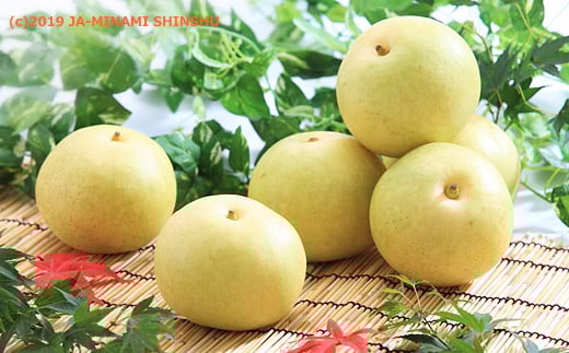 J-2 梨　二十世紀 約5kg【8～16玉】※2026年発送　先行予約分※