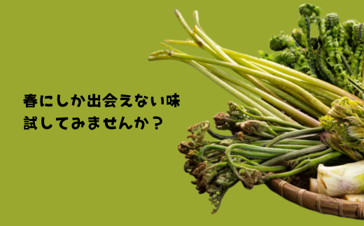 A-138 天然物！旬の山菜セット（5種類程度）＜4月以降順次発送開始予定＞【期間限定】【数量限定】