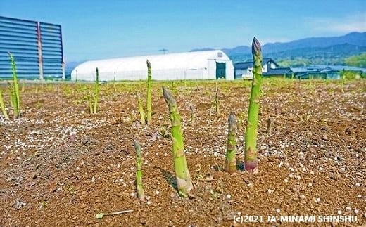 I-16 春告げアスパラガス 約500ｇ（12～15本入り）＜2025年4月頃発送予定　先行予約＞