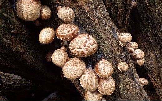 A-106 【原木栽培】国産乾しいたけ 約190ｇ