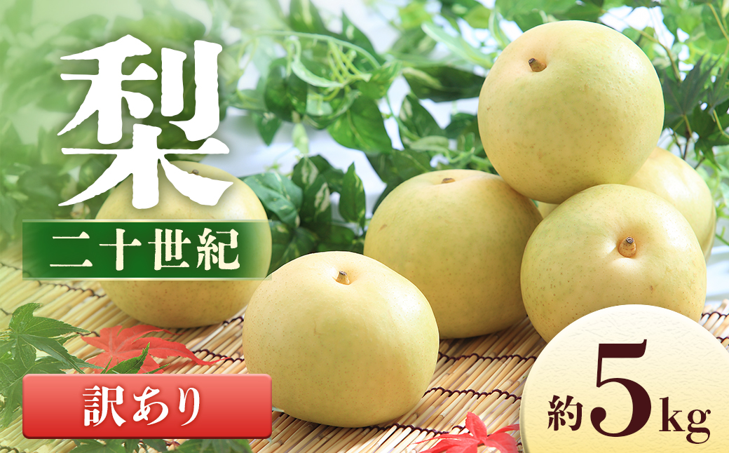 A-107　梨 二十世紀※訳あり※約5㎏【8～16玉】　※2026年9月発送予定※