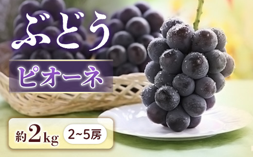 A-20 ＜先行受付＞ぶどう ピオーネ 約2kg【2～5房】※2026年9月中旬～9月下旬発送予定※