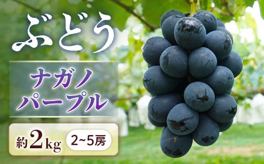 B-1＜先行受付＞ぶどう ナガノパープル 約2kg【2～5房】※2026年8月下旬～9月上旬発送予定※