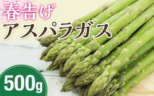 I-16 春告げアスパラガス 約500ｇ（12～15本入り）＜2025年4月頃発送予定　先行予約＞