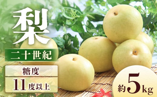 J-2 梨　二十世紀 約5kg【8～16玉】※2026年発送　先行予約分※