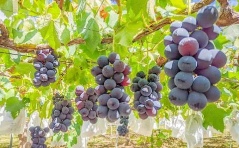 【2026年発送 先行予約】 訳あり 種あり巨峰＆シャインマスカット約1.8kg 4~6房 果物 ぶどう フルーツ デザート おやつ 長野県産 信州の葡萄 詰め合わせ