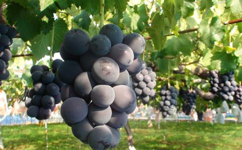 【2026年発送 先行予約】 訳あり 種あり巨峰 約3.8kg（9~13房） 果物 フルーツ デザート おやつ 食後 長野県産 直送 ぶどう 濃厚 芳醇