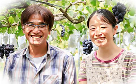 【2026年発送 先行予約】 贈答用 シャインマスカット約1kg（2房） 果物類 ぶどう フルーツ