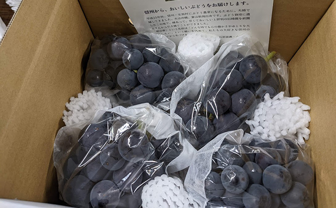 【2026年発送 先行予約】 訳あり 種あり巨峰 約1.2kg（3~5房） 果物類 ぶどう フルーツ