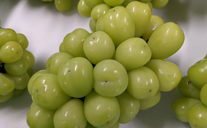 【2026年発送 先行予約】 訳あり シャインマスカット約1.2kg（バラ房） 産地直送  長野 おすすめ フルーツ ぶどう 果物 果物類