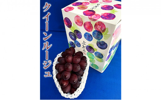 【2026年先行予約】村松農園 クイーンルージュ1房 約500g 果物 新種 葡萄 ブドウ 種なし フルーツ デザート 食後 おやつ 産地直送 長野県産