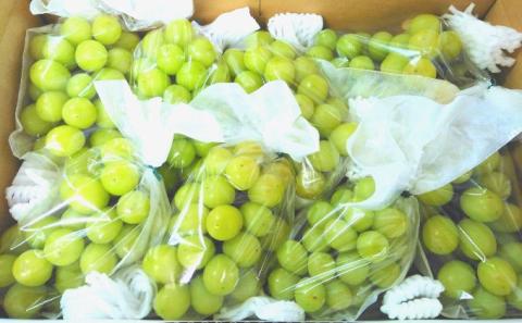 【2026年発送 先行予約】 贈答用 シャインマスカット約4kg 9~13房 果物 ぶどう フルーツ デザート おやつ 長野県産 信州の葡萄 贈り物 プレゼント