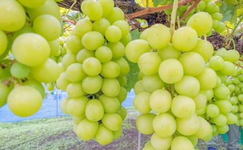 【2026年発送 先行予約】 訳あり 種あり巨峰＆シャインマスカット約3.8kg 9~13房 果物 ぶどう フルーツ デザート おやつ 長野県産 信州の葡萄 詰め合わせ