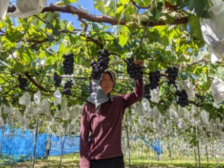 【2026年発送 先行予約】 家庭用 種あり巨峰3.8kg (9~13房) 果物 ぶどう フルーツ セット 食べ比べ デザート 食後 産地直送 果物詰め合わせ