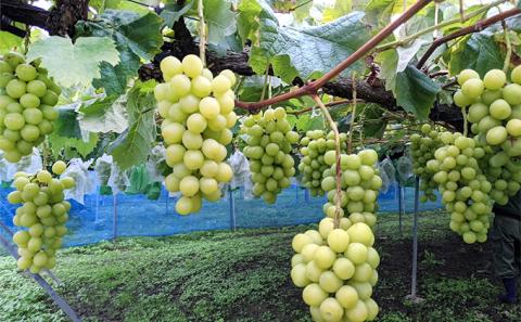 【2026年発送 先行予約】 贈答用 シャインマスカット約1kg（2房） 果物類 ぶどう フルーツ