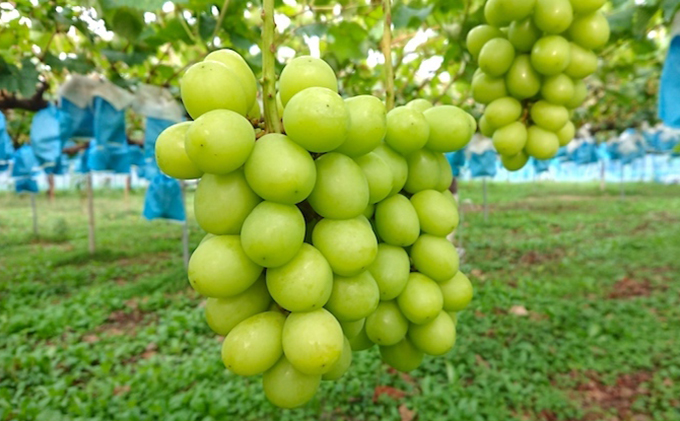 【2026年先行予約】まつもとぶどう園 シャインマスカット2房約1kg 果物類 フルーツ