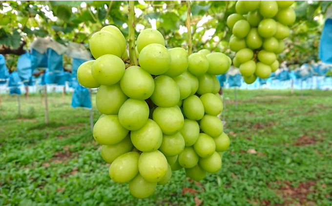 【2026年先行予約】まつもとぶどう園 シャインマスカット3～4房 約2kg 果物類 フルーツ