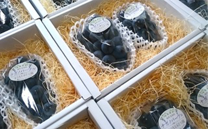 【2026年先行予約】まつもとぶどう園 ナガノパープル2房 約1kg 果物 フルーツ 巨峰 リザマート 種なし 濃厚 甘味 ポルフェノール 健康食品 大粒