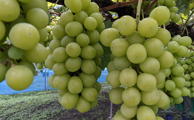 【2026年発送 先行予約】 訳あり シャインマスカット約1.2kg（バラ房） 産地直送  長野 おすすめ フルーツ ぶどう 果物 果物類