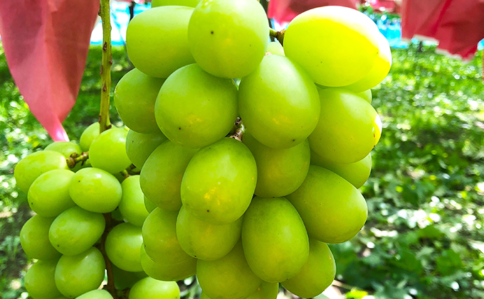 【2026年先行予約】 訳あり家庭用シャインマスカット たっぷり3~4房約1.5kg以上 果物 フルーツ 果物類 ぶどう