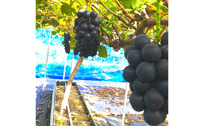 【2026年先行予約】厳選 長野県産 ナガノパープル たっぷり3~4房 約2kg 果物 ぶどう フルーツ ブドウ