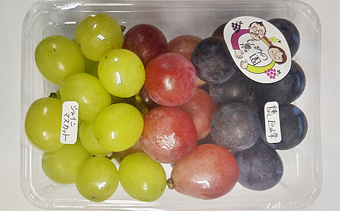 【2026年先行予約】ぶどう3種セット 約420g 果物 フルーツ デザート 食後 おやつ シャインマスカット 巨峰 ベニバラード 詰め合わせ 食べ比べ 信州 長野県産