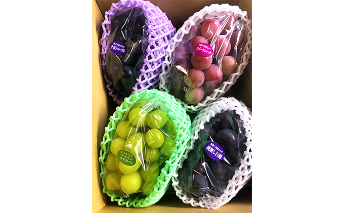 【2026年先行予約】旬のぶどう おまかせ3色セット（ナガノパープルまたはシャインマスカット含む3色 3~4房約1.5kg以上） 果物 フルーツ 食べ比べ 詰め合わせ 贈り物 ギフト