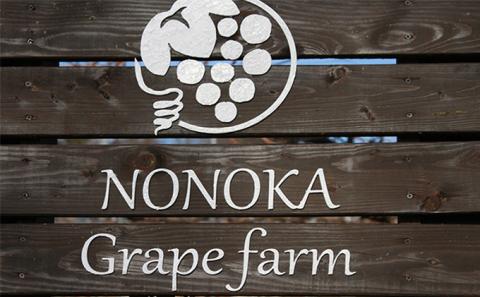 【2026年発送 先行予約】 訳あり 種あり巨峰 約3.8kg（9~13房） 果物 フルーツ デザート おやつ 食後 長野県産 直送 ぶどう 濃厚 芳醇