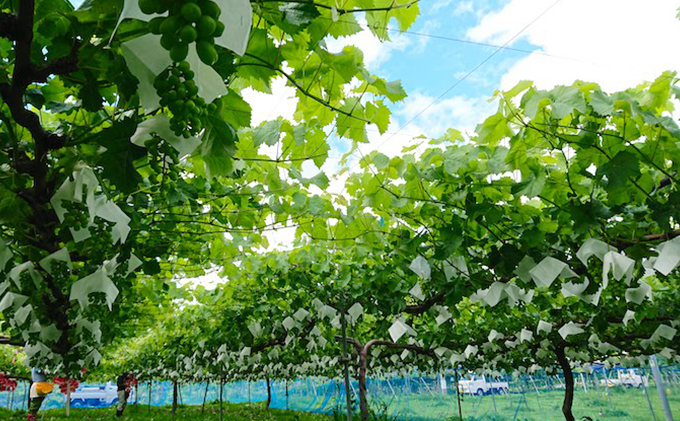 【2026年先行予約】まつもとぶどう園 シャインマスカット3～4房 約2kg 果物類 フルーツ