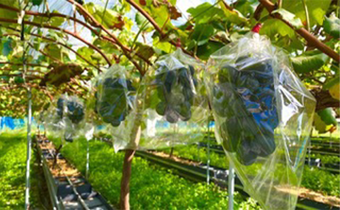 【2026年先行予約】まつもとぶどう園 ナガノパープル2房 約1kg 果物 フルーツ 巨峰 リザマート 種なし 濃厚 甘味 ポルフェノール 健康食品 大粒