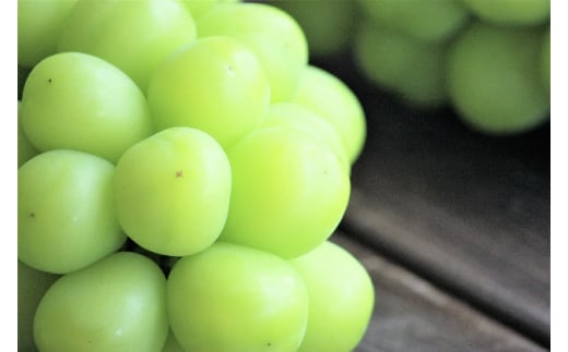 【2026年産】 訳ありシャインマスカット 約1.5kg（3~5房） 果物 ワケアリ フルーツ 果物類 ぶどう