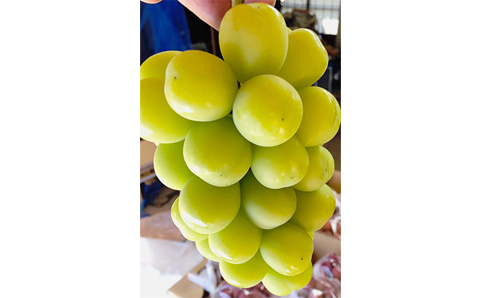 【2026年先行予約】 訳あり家庭用シャインマスカット たっぷり3~4房約1.5kg以上 果物 フルーツ 果物類 ぶどう