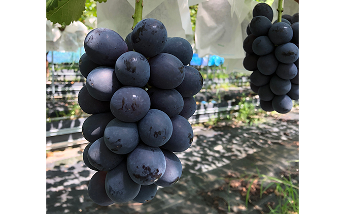 【2026年先行予約】旬のぶどう おまかせ3色セット（ナガノパープルまたはシャインマスカット含む3色 3~4房約1.5kg以上） 果物 フルーツ 食べ比べ 詰め合わせ 贈り物 ギフト