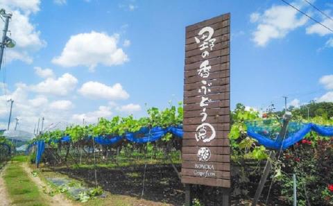 【2026年発送 先行予約】 家庭用 種あり巨峰3.8kg (9~13房) 果物 ぶどう フルーツ セット 食べ比べ デザート 食後 産地直送 果物詰め合わせ