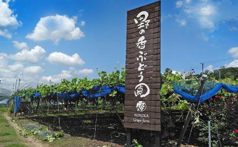 【2026年発送 先行予約】 訳あり 種あり巨峰 約3.8kg（9~13房） 果物 フルーツ デザート おやつ 食後 長野県産 直送 ぶどう 濃厚 芳醇