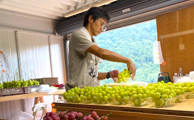 【2026年先行予約】まつもとぶどう園 シャインマスカット2房約1kg 果物類 フルーツ