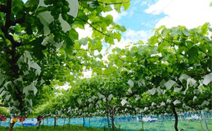 【2026年先行予約】まつもとぶどう園 ナガノパープル2房 約1kg 果物 フルーツ 巨峰 リザマート 種なし 濃厚 甘味 ポルフェノール 健康食品 大粒