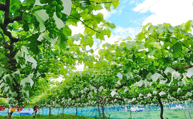 【2026年先行予約】特選シャインマスカット約1.2kg 2房