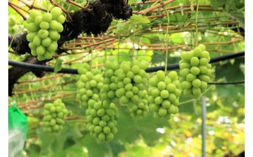 【2026年産】 訳ありシャインマスカット 約1.5kg（3~5房） 果物 ワケアリ フルーツ 果物類 ぶどう