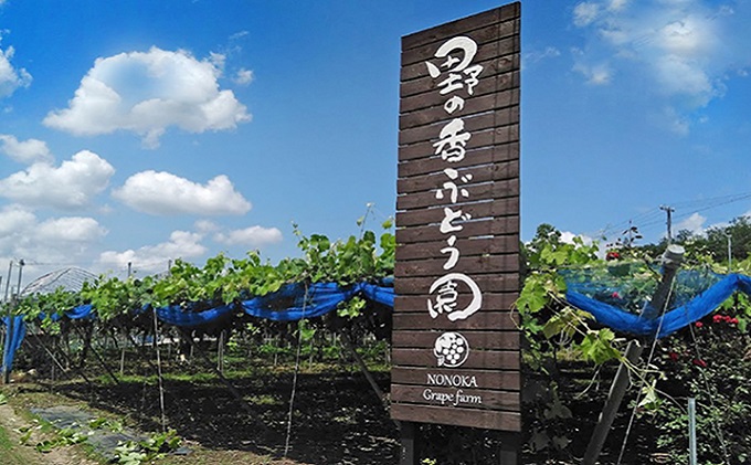 【2026年発送 先行予約】 訳あり シャインマスカット約1.2kg（バラ房） 産地直送  長野 おすすめ フルーツ ぶどう 果物 果物類