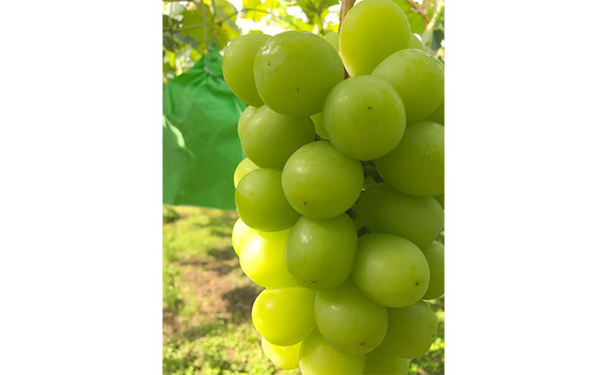 【2026年先行予約】旬のぶどう おまかせ3色セット（ナガノパープルまたはシャインマスカット含む3色 3~4房約1.5kg以上） 果物 フルーツ 食べ比べ 詰め合わせ 贈り物 ギフト