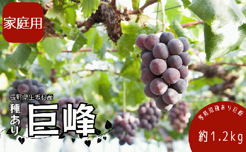 【2026年発送 先行予約】 家庭用 種あり巨峰1.2kg (4~6房) 果物類 ぶどう マスカット フルーツ