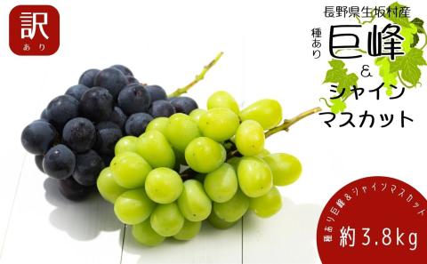 【2026年発送 先行予約】 訳あり 種あり巨峰＆シャインマスカット約3.8kg 9~13房 果物 ぶどう フルーツ デザート おやつ 長野県産 信州の葡萄 詰め合わせ