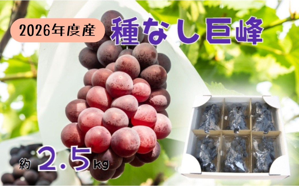 【2026年先行予約】訳あり 種なし巨峰バラ房・バラ粒パック約2.5kg 果物類 ぶどう フルーツ