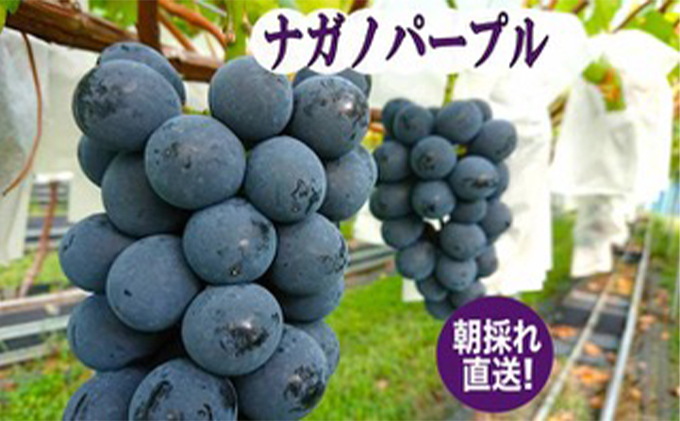 【2026年先行予約】まつもとぶどう園 ナガノパープル2房 約1kg 果物 フルーツ 巨峰 リザマート 種なし 濃厚 甘味 ポルフェノール 健康食品 大粒