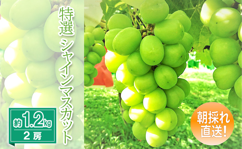 【2026年先行予約】特選シャインマスカット約1.2kg 2房