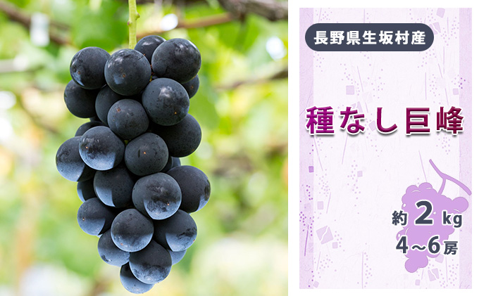 【2026年先行予約】種なし巨峰4～6房入り約1.7～2kg 果物類 フルーツ 果物 新鮮 瑞々しい