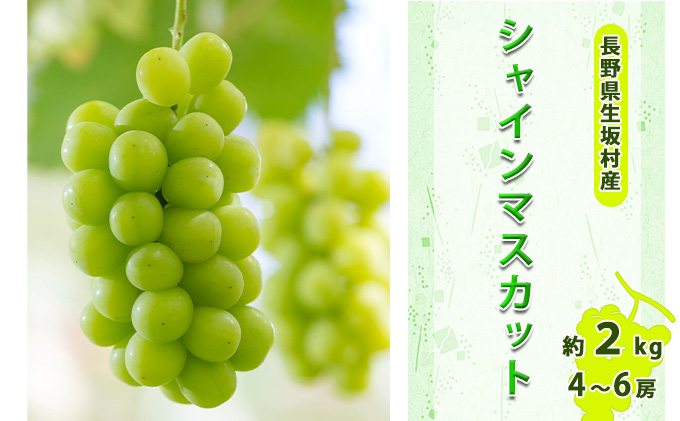 【2026年先行予約】シャインマスカット4～6房入り 約1.7～2kg 果物類 フルーツ 果物 新鮮 瑞々しい