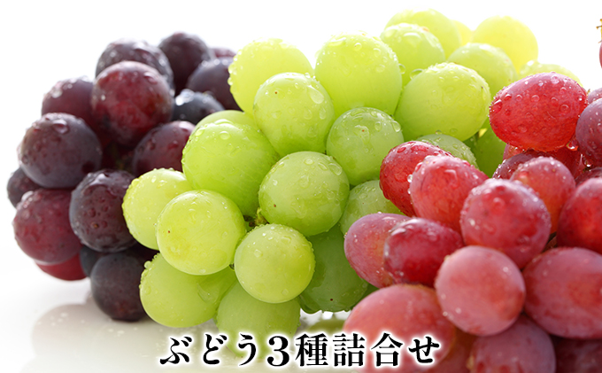 【2026年先行予約】ぶどう3種セット 約420g 果物 フルーツ デザート 食後 おやつ シャインマスカット 巨峰 ベニバラード 詰め合わせ 食べ比べ 信州 長野県産