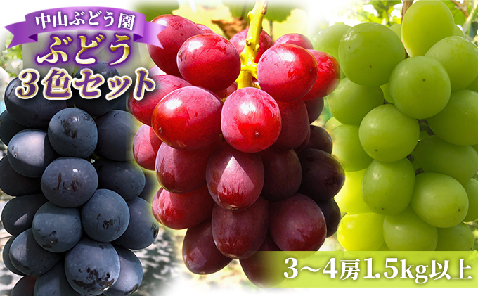 【2026年先行予約】旬のぶどう おまかせ3色セット（ナガノパープルまたはシャインマスカット含む3色 3~4房約1.5kg以上） 果物 フルーツ 食べ比べ 詰め合わせ 贈り物 ギフト